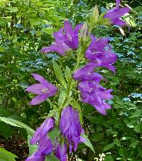 Campanula latifolia image