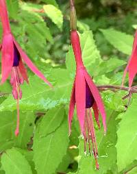 Fuchsia magellanica image