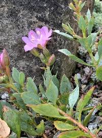 Epilobium rigidum image