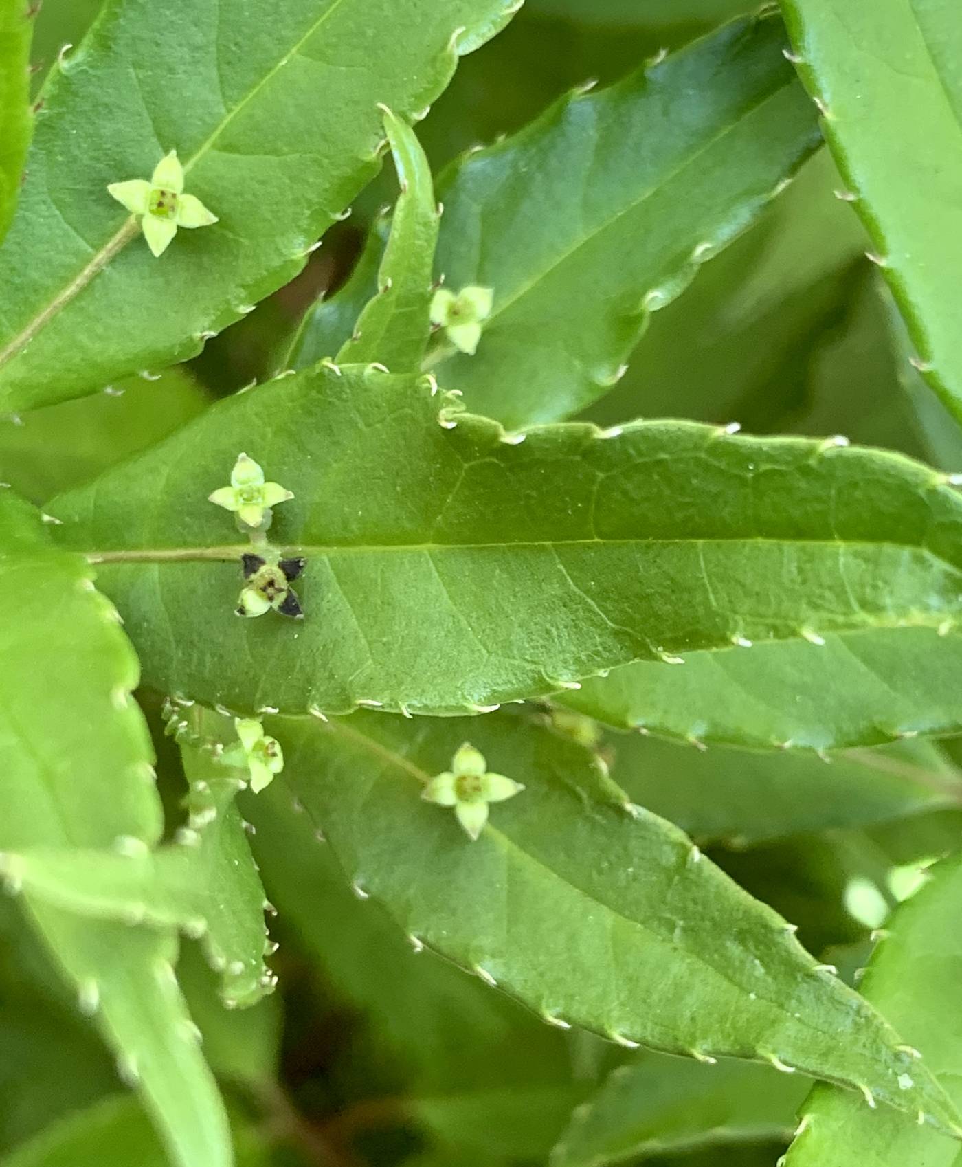 Helwingia japonica image