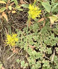 Sedum oreganum image