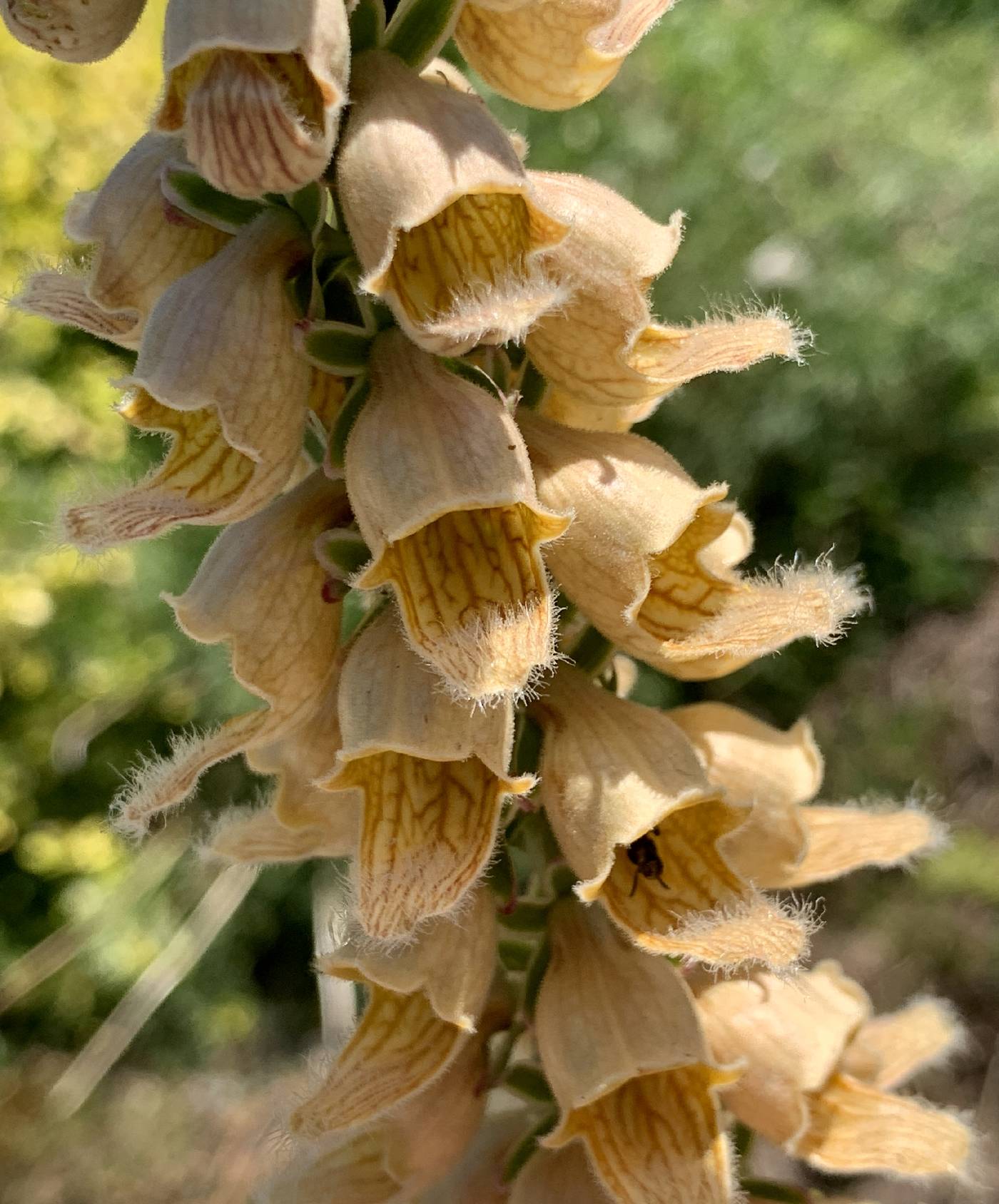 Digitalis ferruginea image