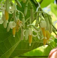 Alangium platanifolium image