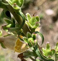 Digitalis ferruginea image