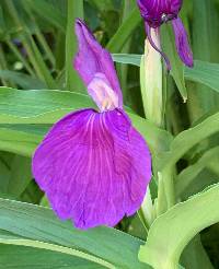 Roscoea purpurea image