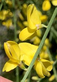 Genista aetnensis image