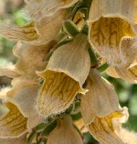 Digitalis ferruginea image