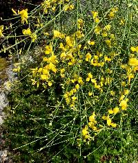 Genista aetnensis image