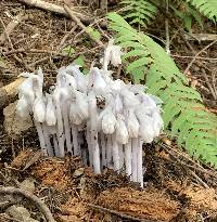 Monotropa uniflora image