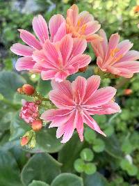 Lewisia cotyledon image