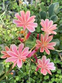 Lewisia cotyledon image