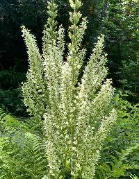 Veratrum californicum image