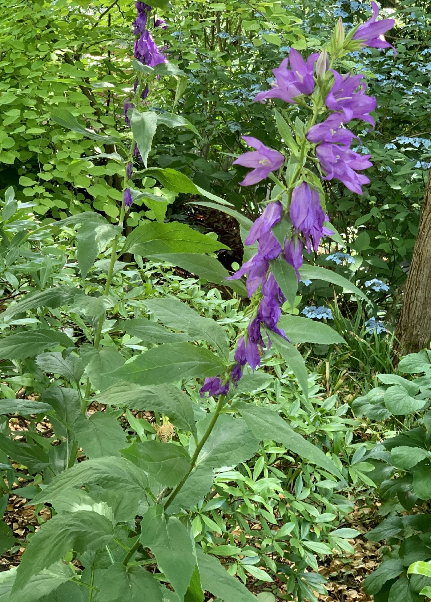 Campanula latifolia image