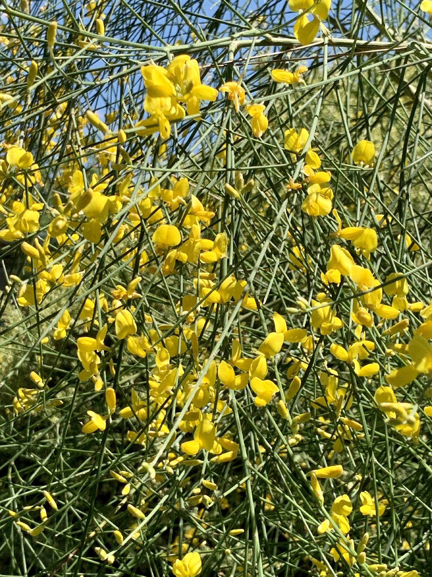 Genista aetnensis image