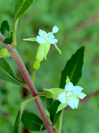 Fuchsia thymifolia image