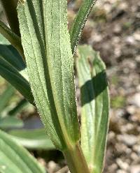 Digitalis ferruginea image