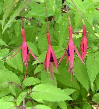 Fuchsia magellanica image