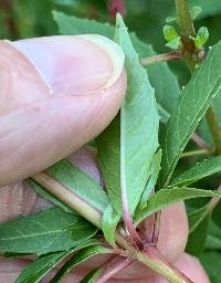 Fuchsia magellanica image