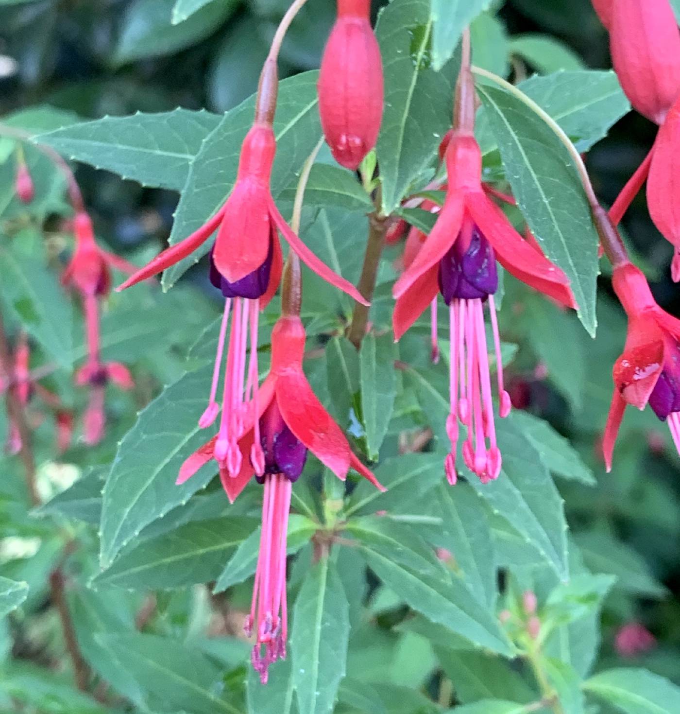 Fuchsia magellanica image