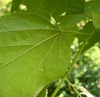 Alangium platanifolium image