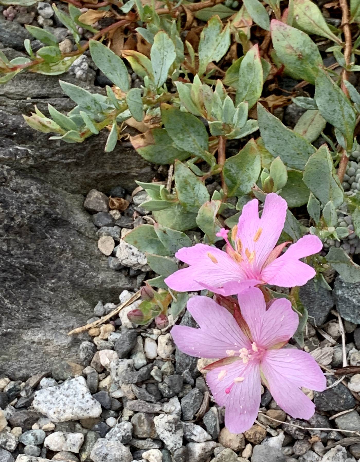 Epilobium rigidum image