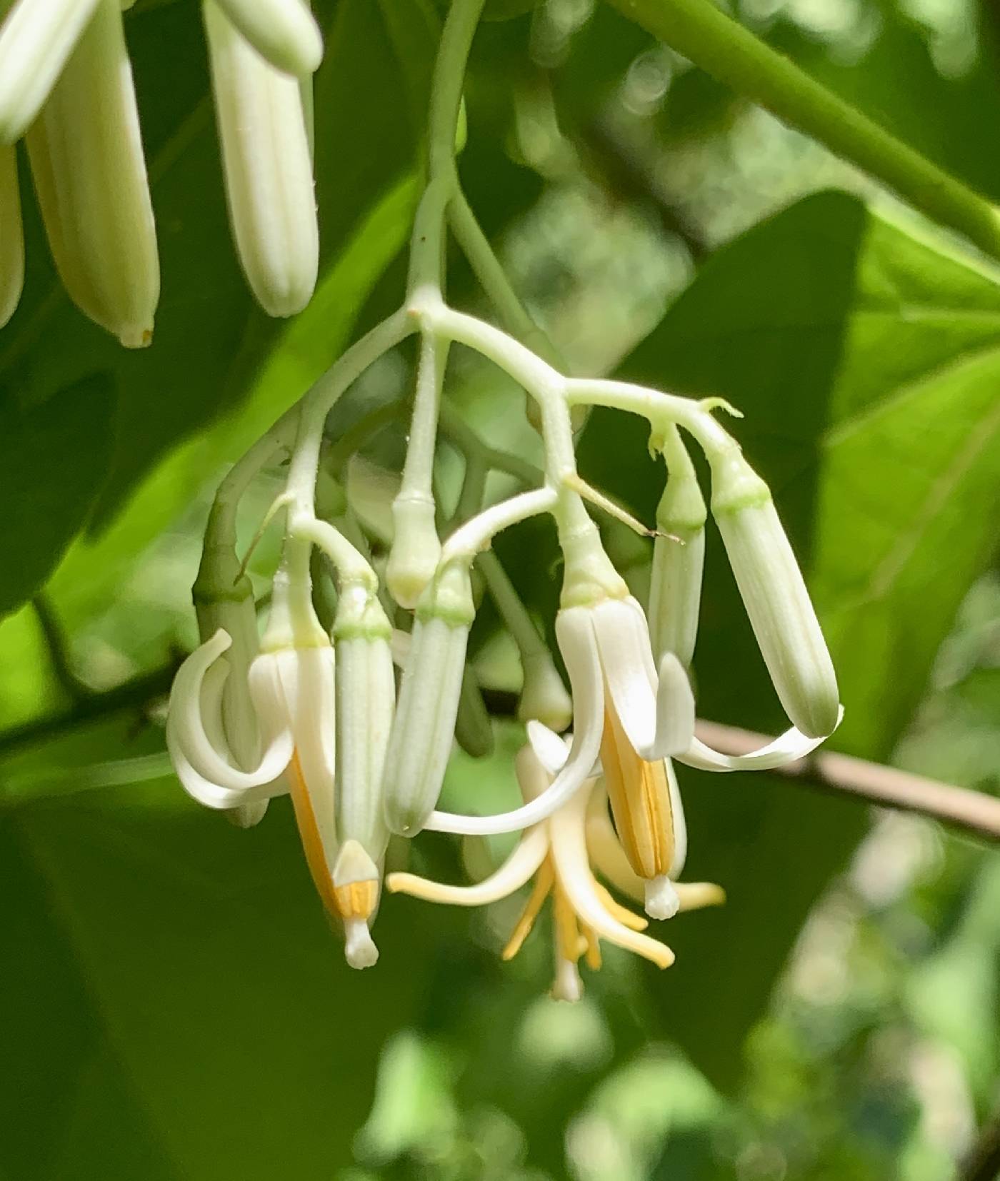 Alangium platanifolium image