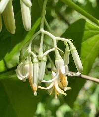 Image of Alangium platanifolium