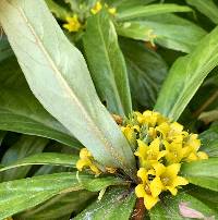 Lysimachia paridiformis image