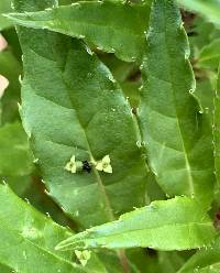 Helwingia japonica image