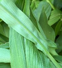 Roscoea purpurea image