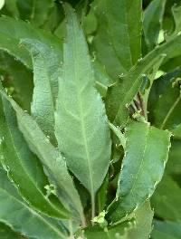 Helwingia japonica image