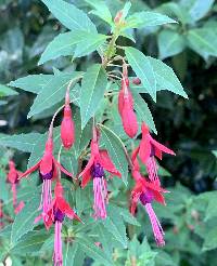 Fuchsia magellanica image