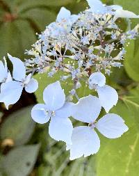 Hydrangea macrophylla image