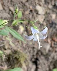 Campanula scouleri image