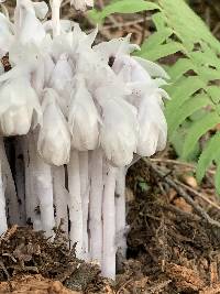 Monotropa uniflora image