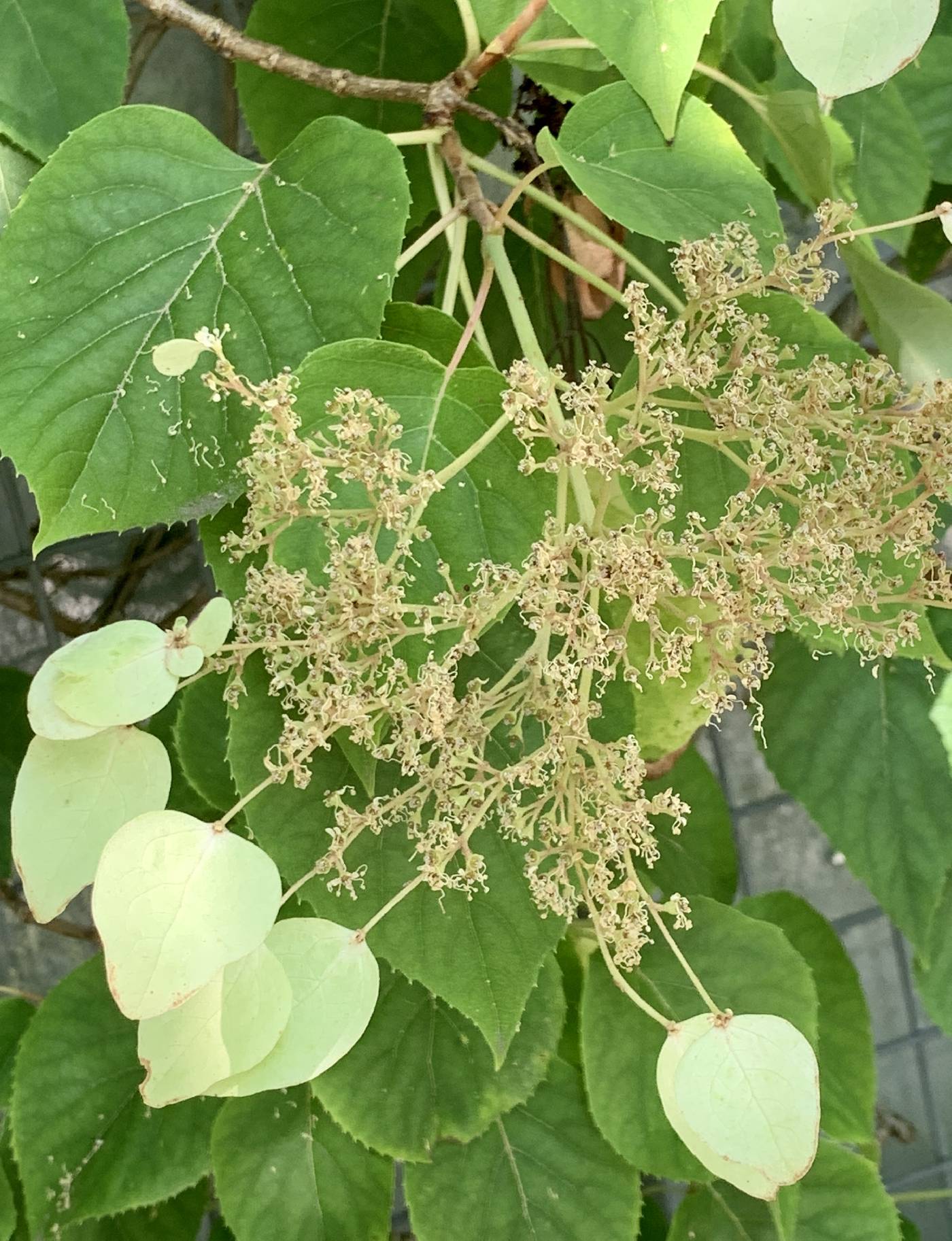 Hydrangea hydrangeoides image