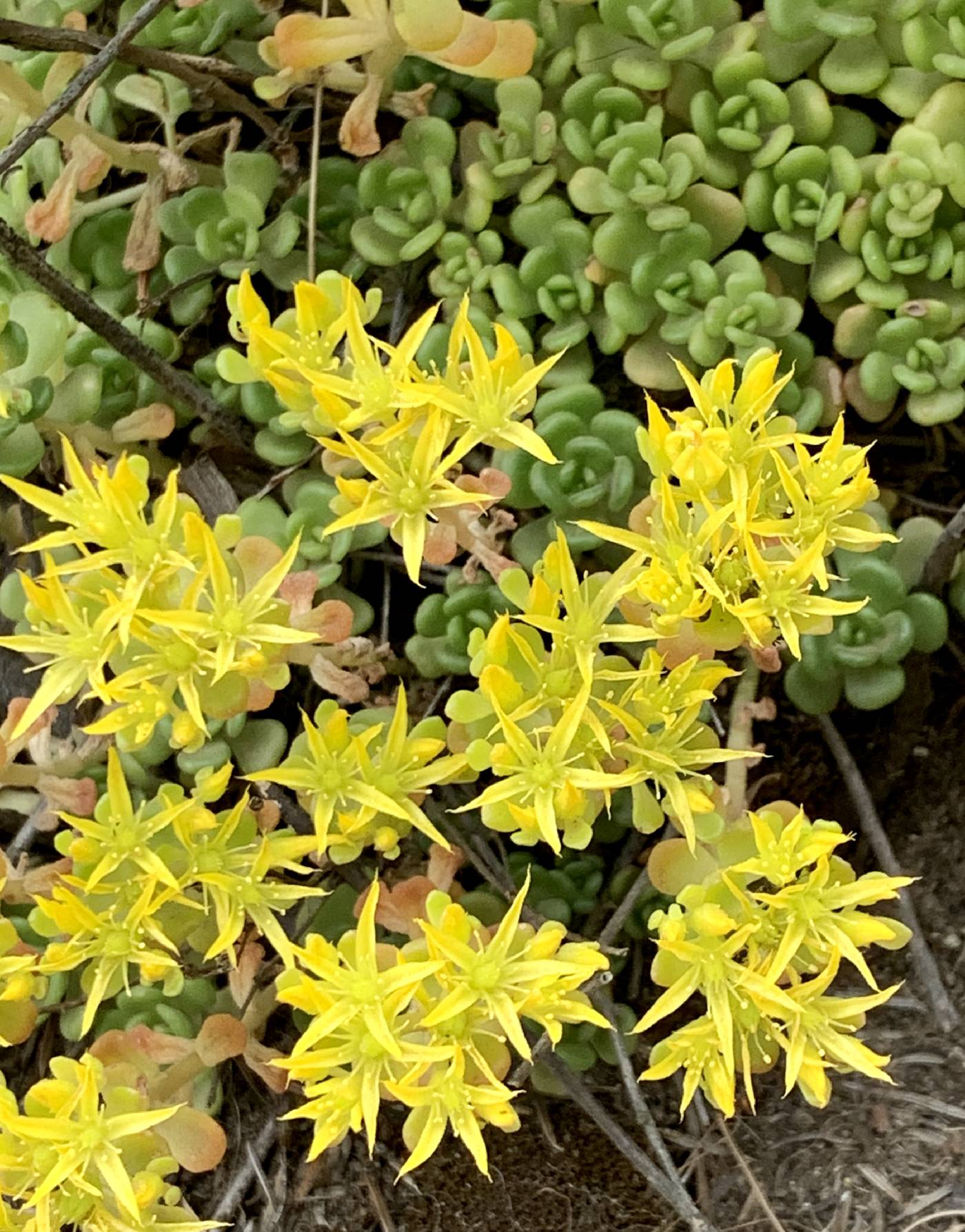 Sedum oreganum image