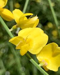 Genista aetnensis image