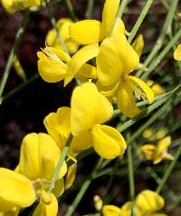 Genista aetnensis image