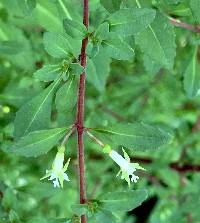 Fuchsia thymifolia image