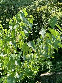 Alangium platanifolium image