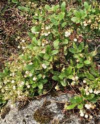 Gaultheria miqueliana image