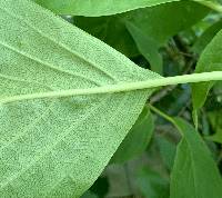 Hydrangea ampla image