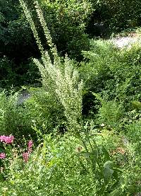 Veratrum californicum image