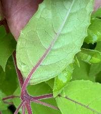 Fuchsia magellanica image