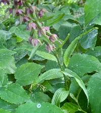 Epipactis helleborine image