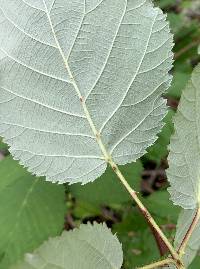 Rubus armeniacus image