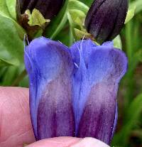 Gentiana calycosa image