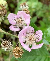 Rubus armeniacus image