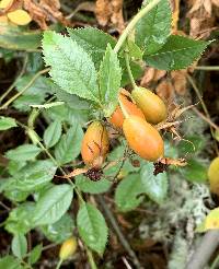 Rosa canina image